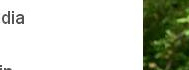 lowest cialis price at online pharmacy